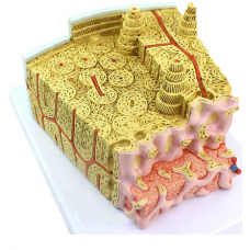 J-MICROanatomyTM Bones Structure